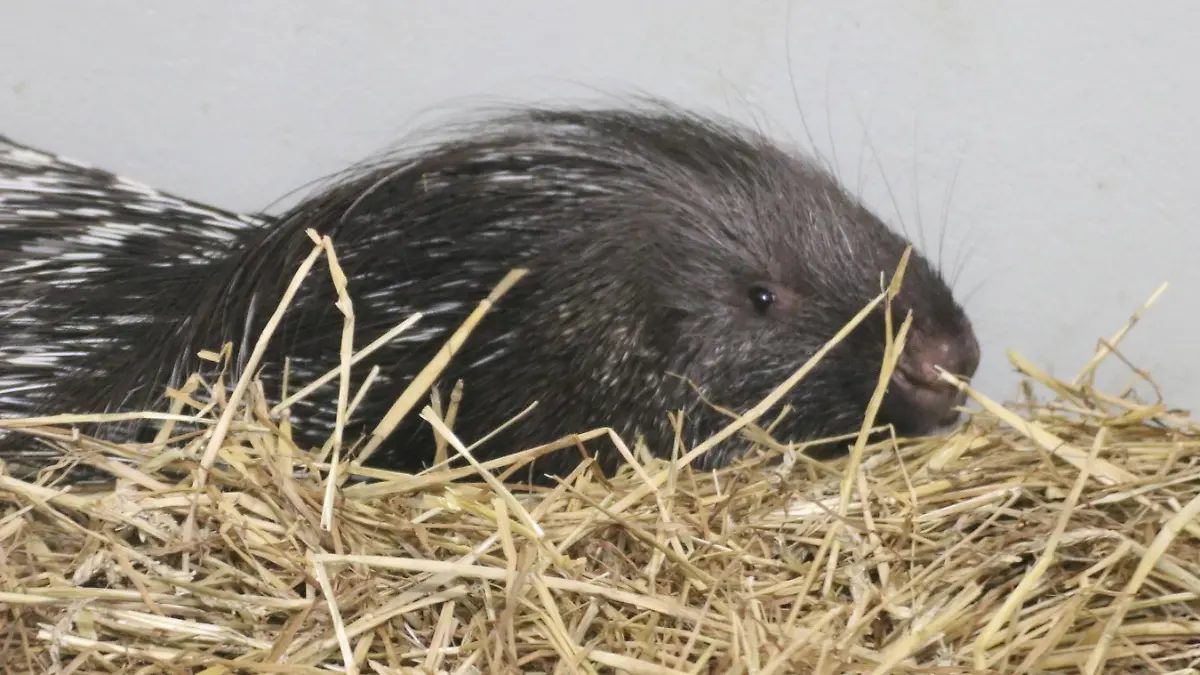 Stachelschwein im Zoo