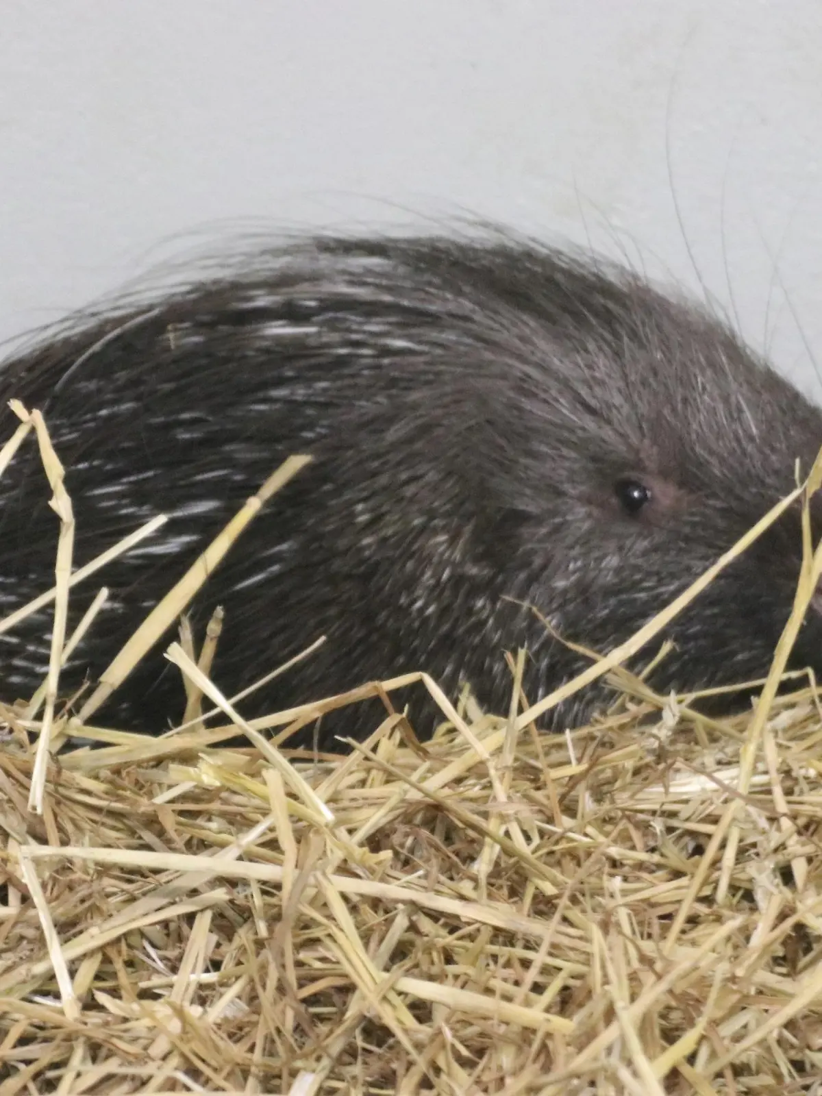 Stachelschwein im Zoo