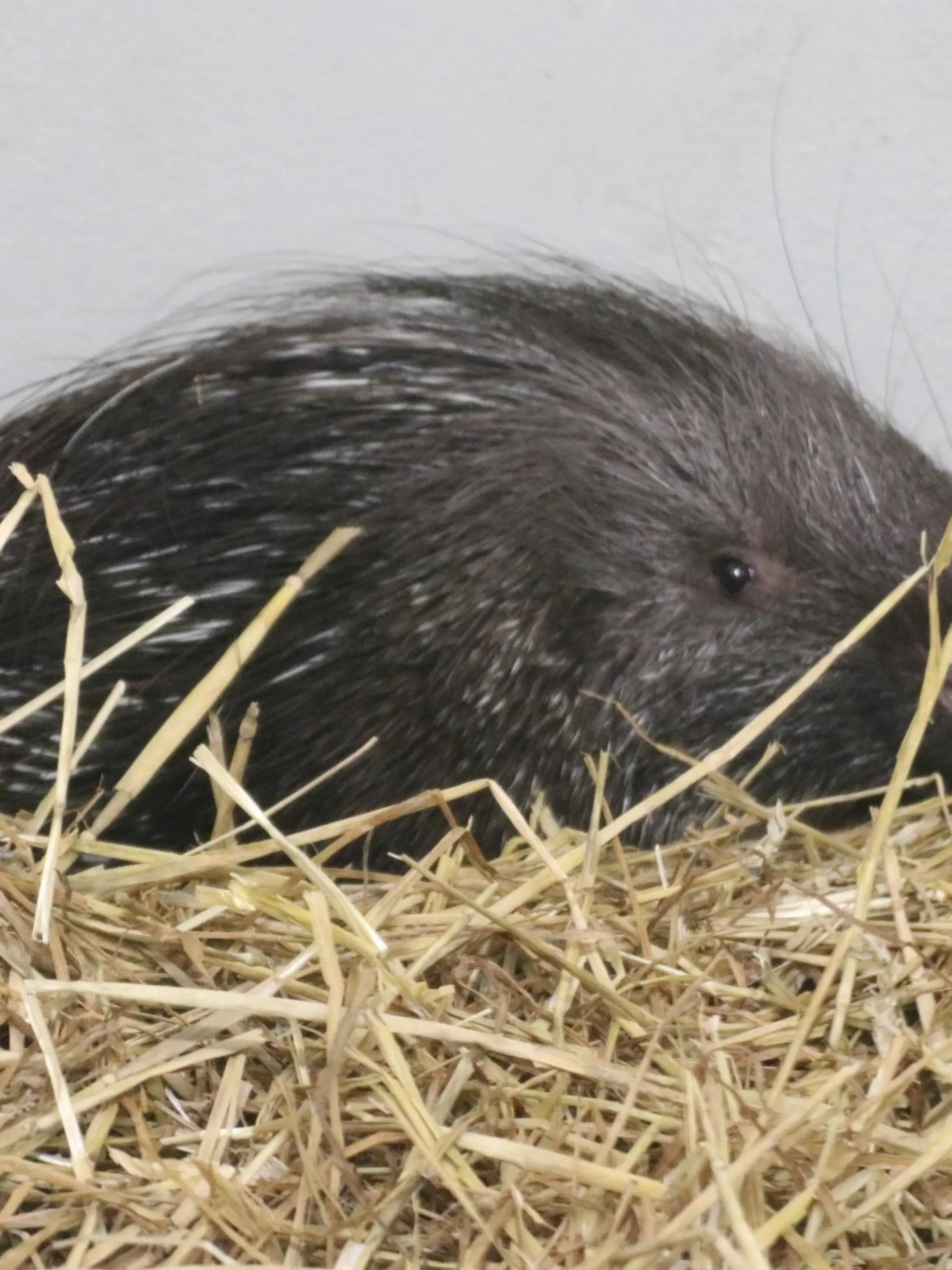 Stachelschwein im Zoo