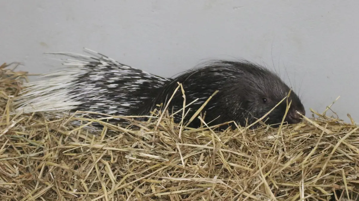 Stachelschwein im Zoo