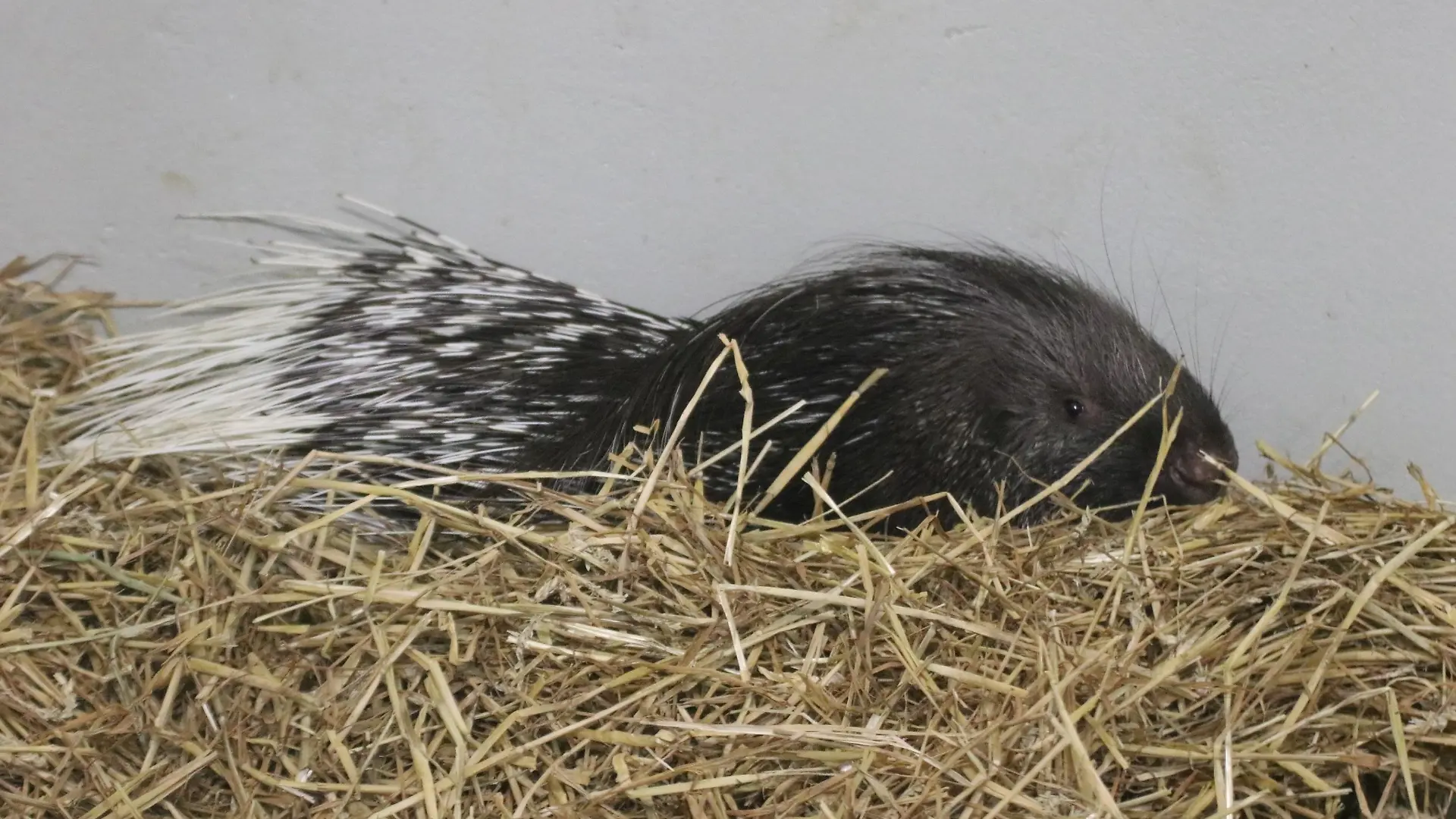 Stachelschwein im Zoo
