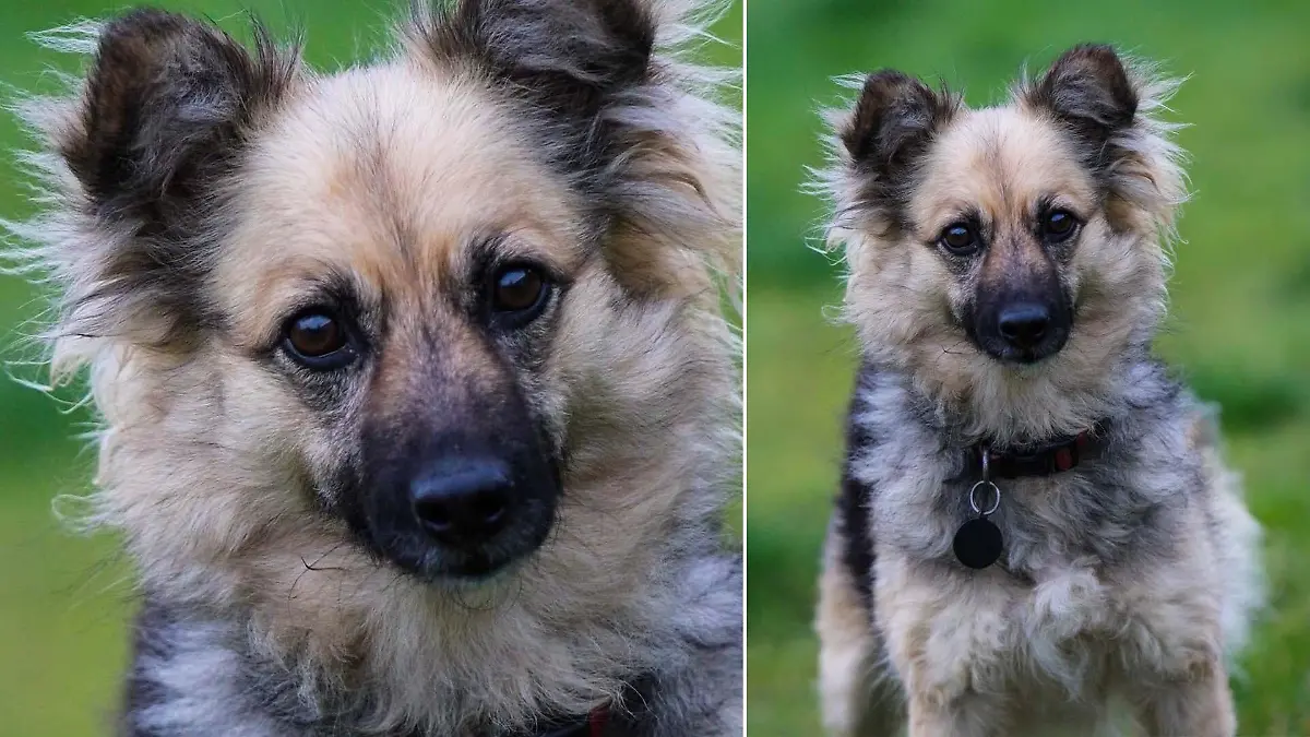 Vierjähriger Mischling sitzt auf einer Wiese.