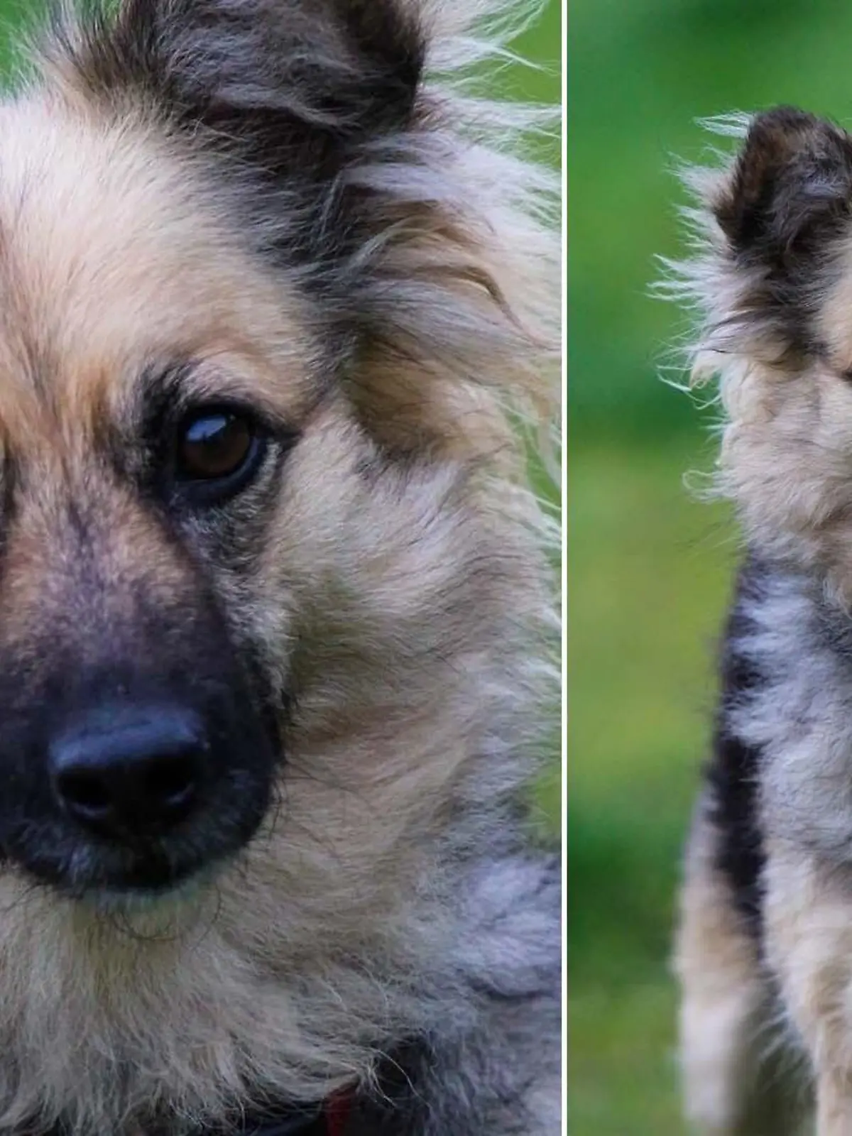 Vierjähriger Mischling sitzt auf einer Wiese.