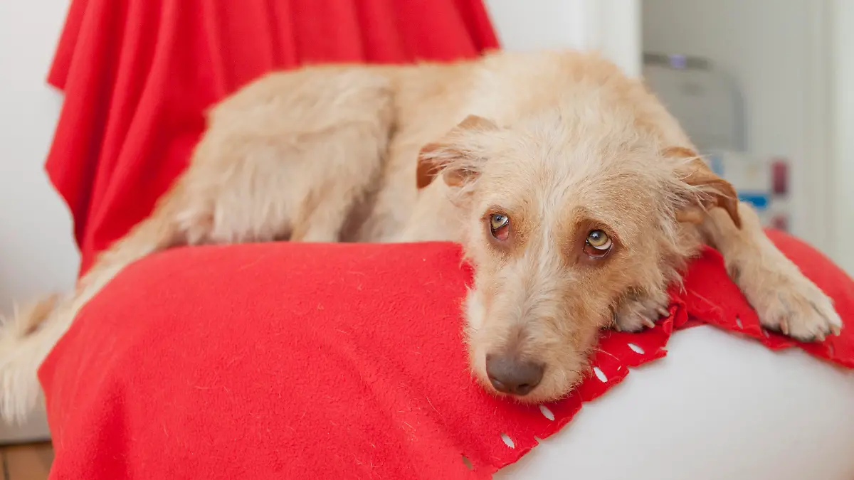 Ein Mischling liegt am 19.09.2012 in Berlin in seinem Hundekörbchen.