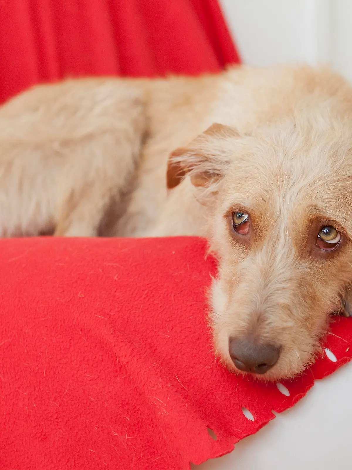 Ein Mischling liegt am 19.09.2012 in Berlin in seinem Hundekörbchen.