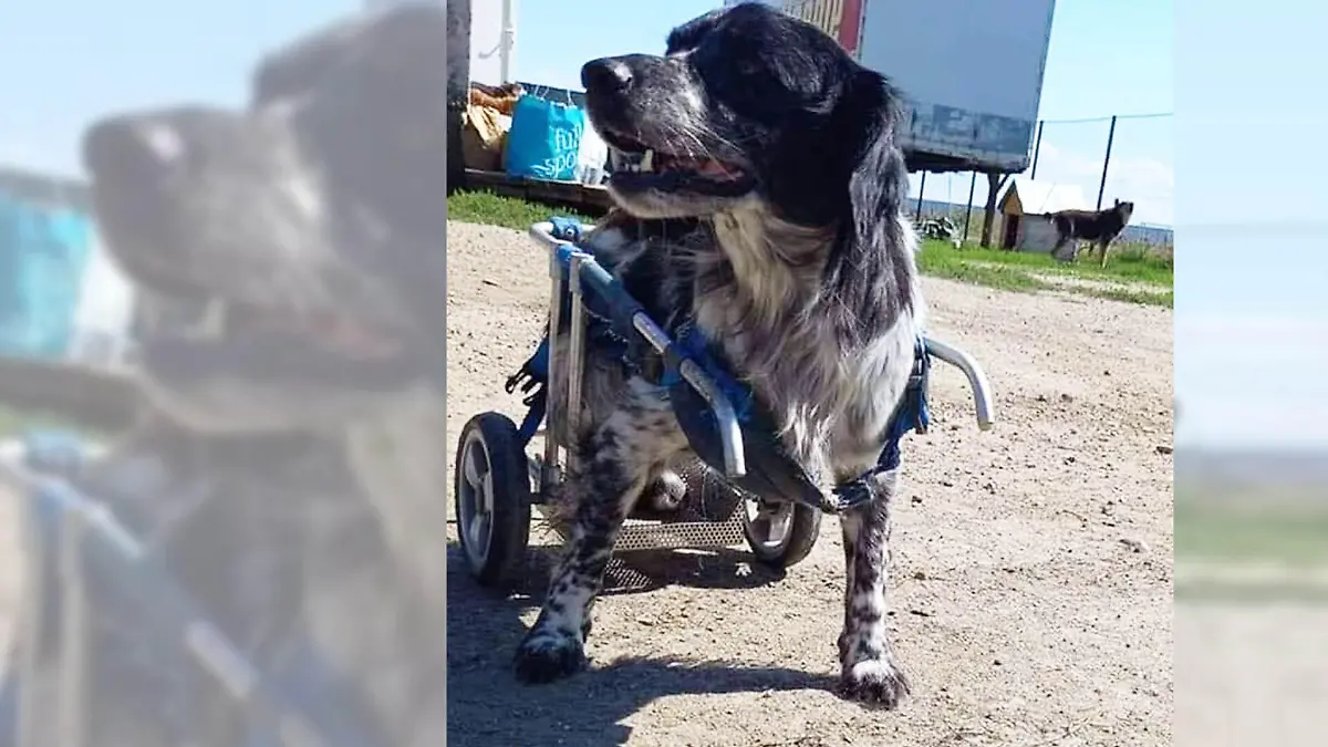 Hund Lucky im Rollstuhl