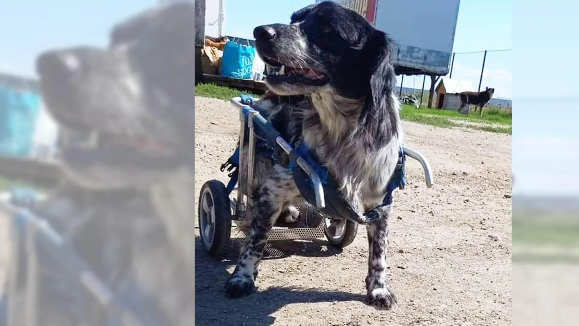 Hund Lucky im Rollstuhl