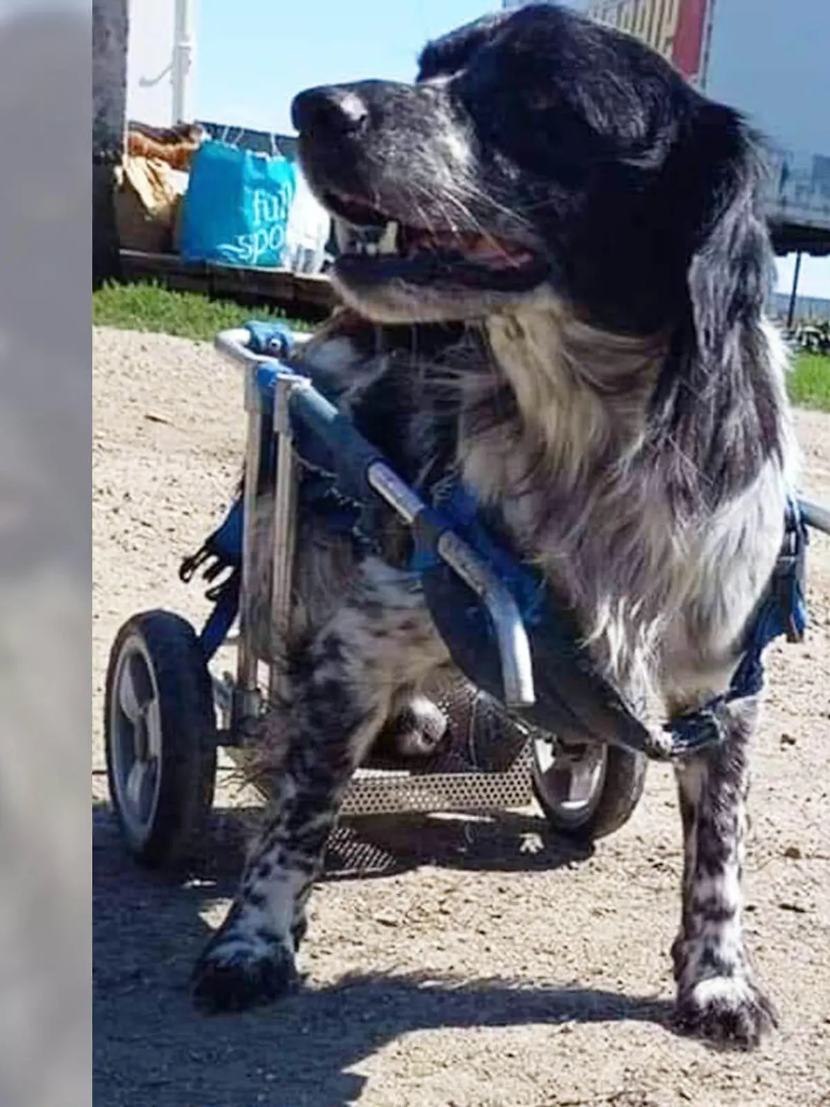 Hund Lucky im Rollstuhl