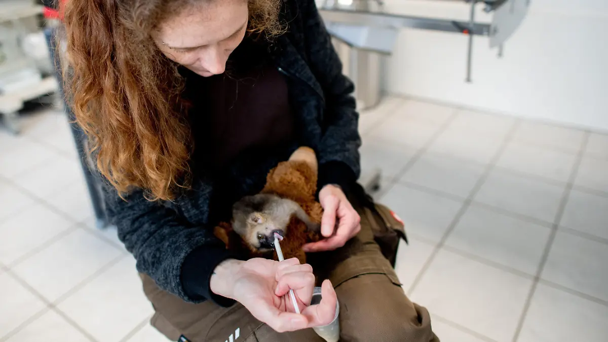 PRODUKTION - 23.05.2023, Niedersachsen, Jaderberg: Tierpflegerin Marina Johannhardt füttert den jungen Rotstirnmaki ·Floki· im Jaderpark mit Milch. Weil das Jungtier von seiner Mutter ·Nanni· nicht angenommen wurde, hat die Tierpflegerin Marina Johannhardt die Aufzucht per Hand übernommen. Seither lebt Rotstirnmaki ·Floki· bei der Tierpflegerin und wird tagsüber an das Leben in der Gruppe der Rotstirnmakis gewöhnt. Foto: Hauke-Christian Dittrich/dpa +++ dpa-Bildfunk +++