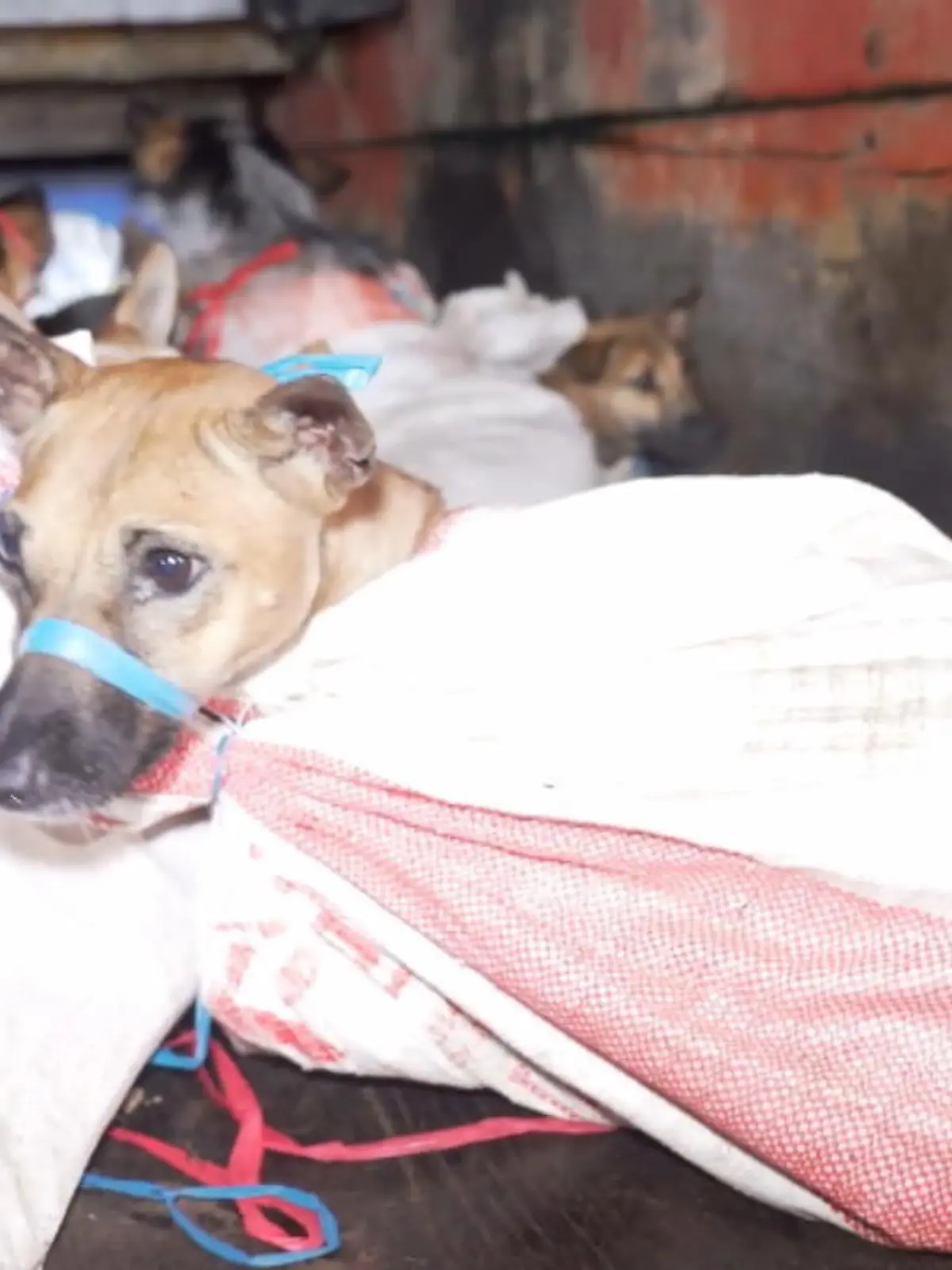 53 Hunde, gefesselt und geknebelt. Die Schnauzen mit Kabelbinder zusammengebunden. Alle auf einem Haufen in einem viel zu kleinen Transporter. In diesem Zustand entdecken indonesische Tierschützer die Vierbeiner und retten sie gemeinsam mit der Polizei.