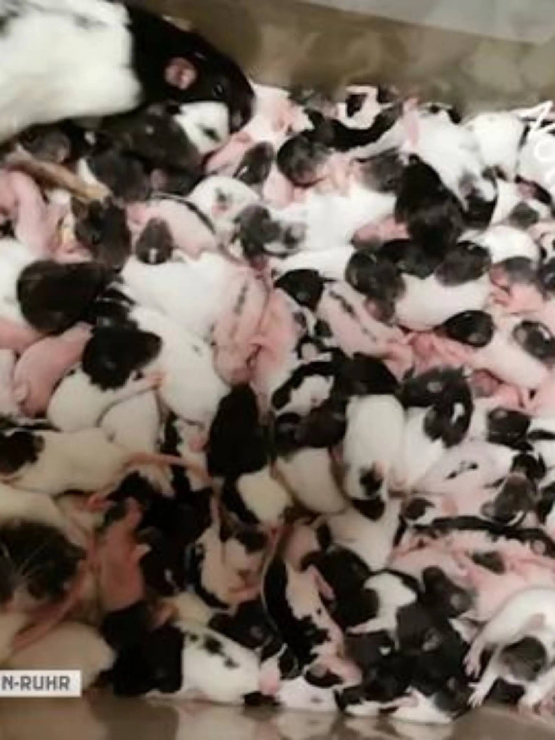 Bild zu: "Ratten-Wahnsinn bei Frau in Dorsten"