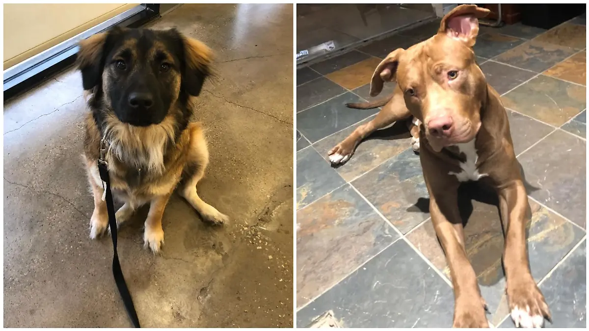 Tiffany teilte regelmäßig Fotos ihrer geliebten Hunde auf Instagram.