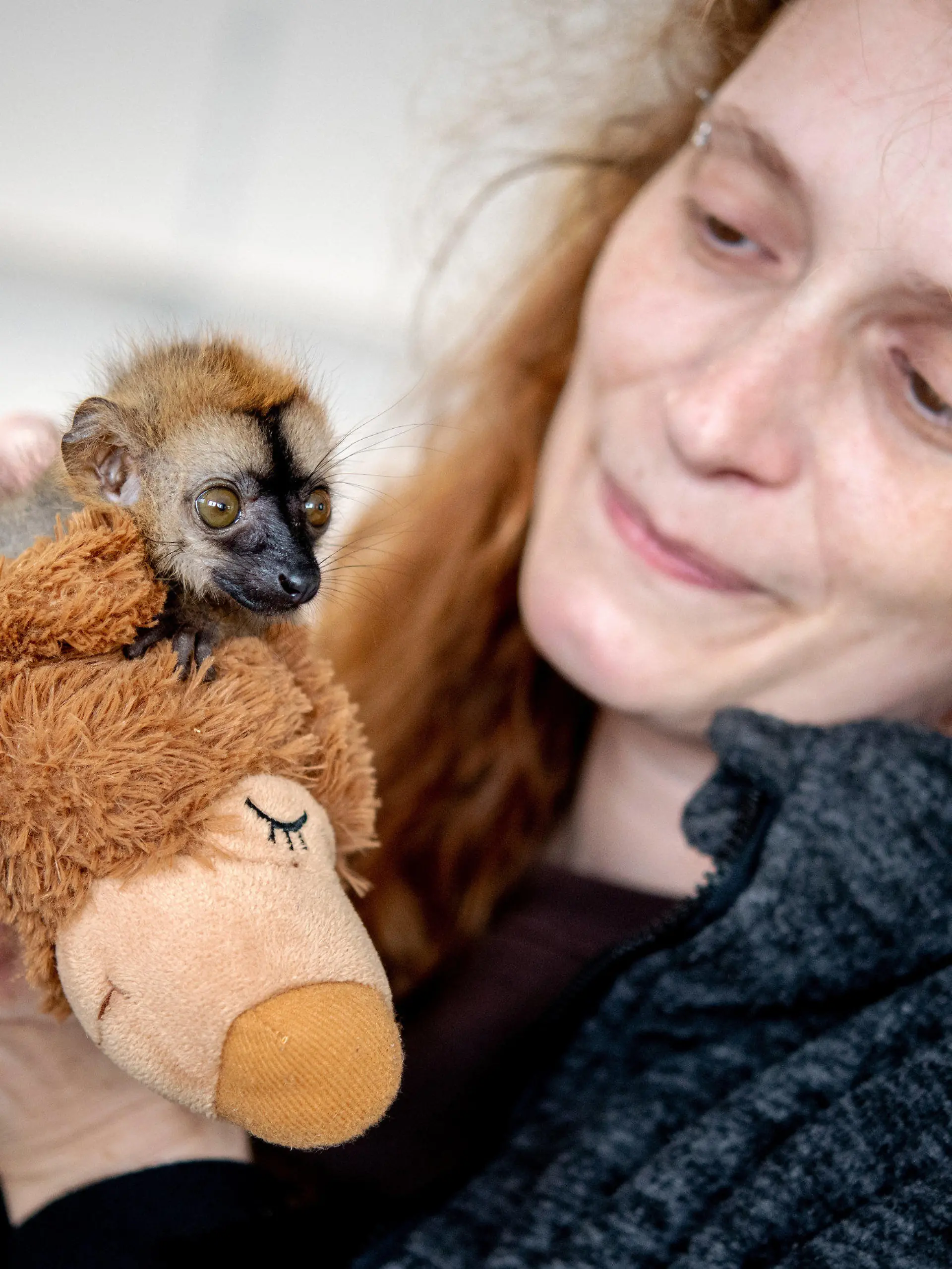 PRODUKTION - 23.05.2023, Niedersachsen, Jaderberg: Tierpflegerin Marina Johannhardt hält den jungen Rotstirnmaki ·Floki· im Jaderpark auf einem Kuscheltier in den Händen. Weil das Jungtier von seiner Mutter ·Nanni· nicht angenommen wurde, hat die Tierpflegerin Marina Johannhardt die Aufzucht per Hand übernommen. Seither lebt Rotstirnmaki ·Floki· bei der Tierpflegerin und wird tagsüber an das Leben in der Gruppe der Rotstirnmakis gewöhnt. Foto: Hauke-Christian Dittrich/dpa +++ dpa-Bildfunk +++