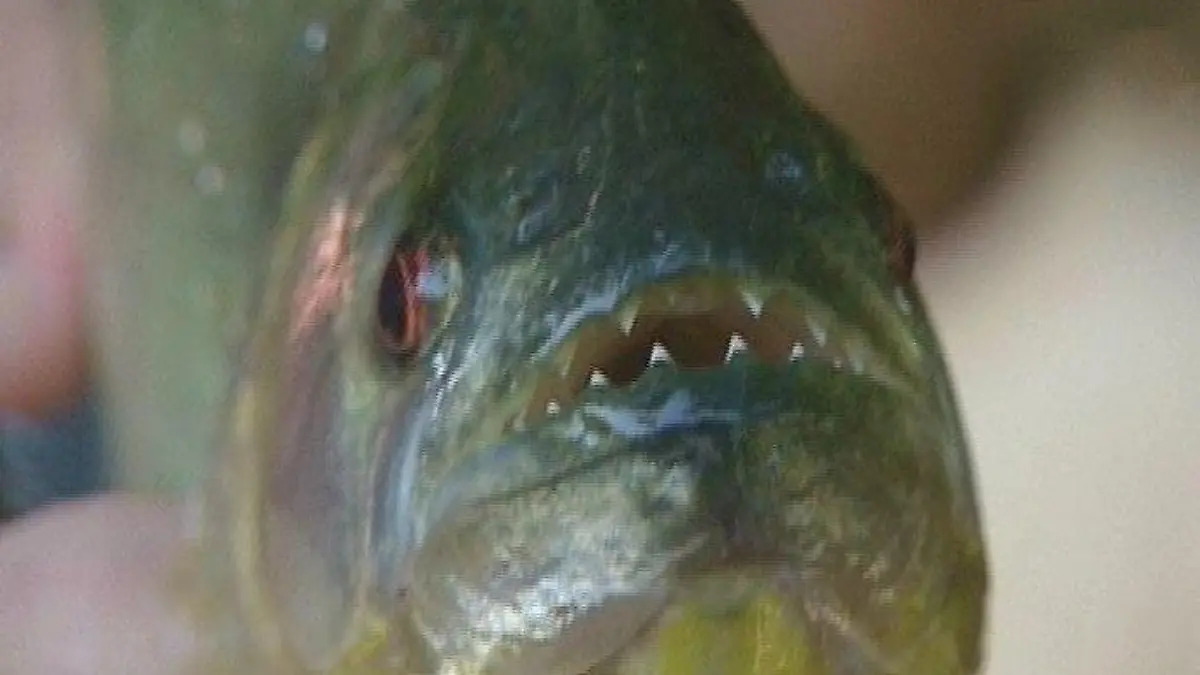 Piranha