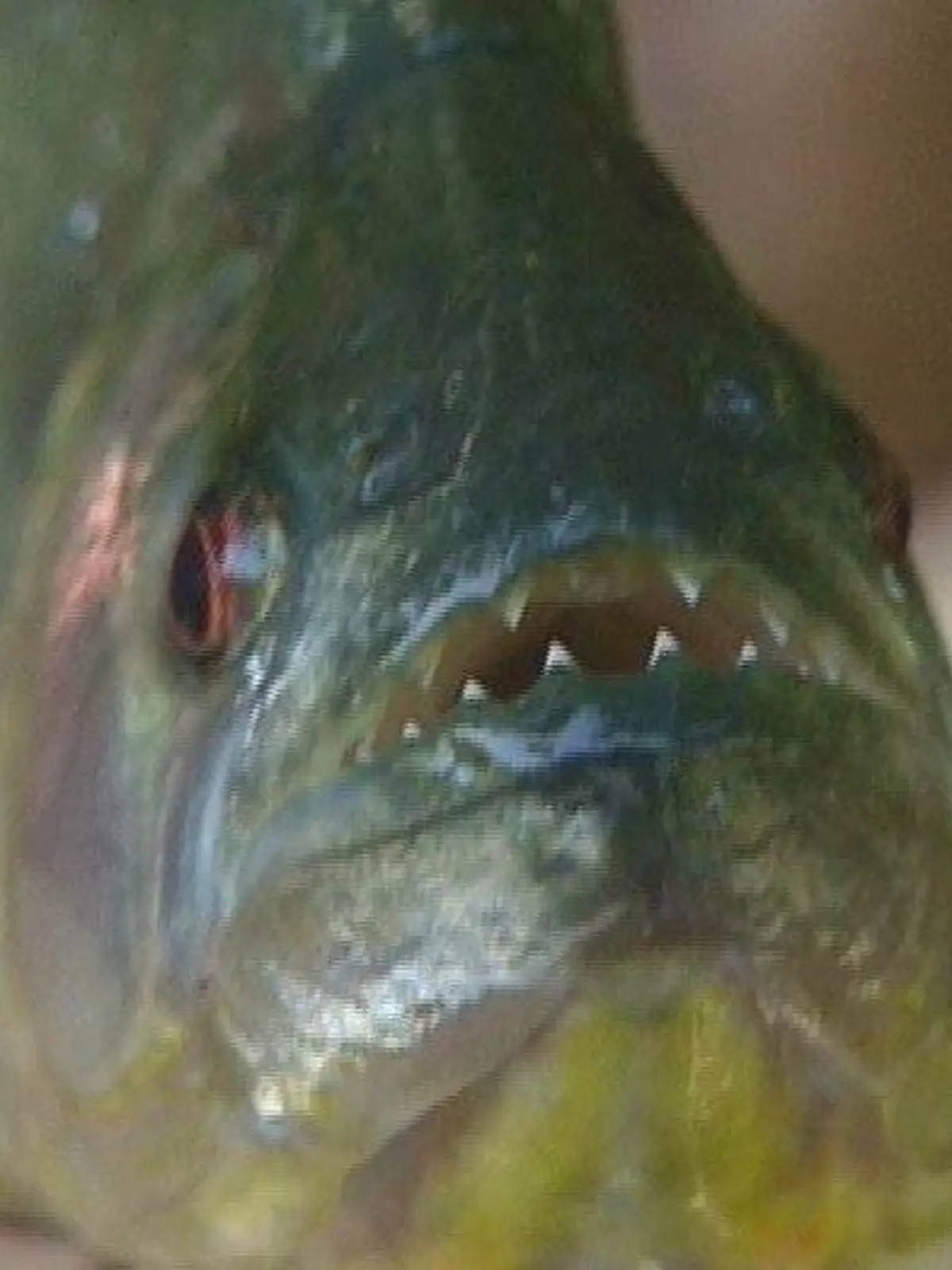 Piranha