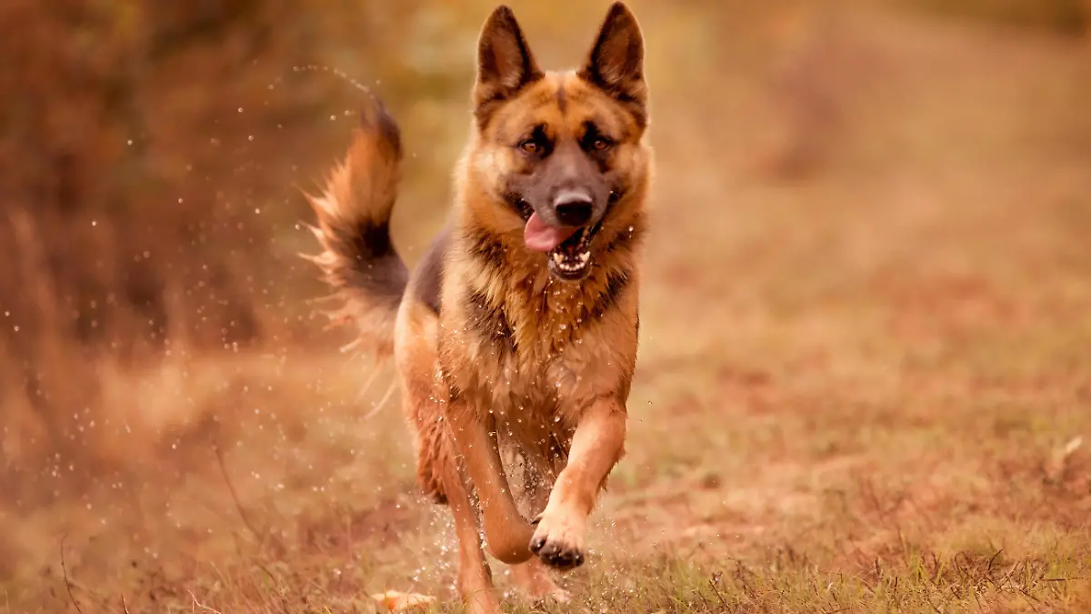 Beautiful young german shepherd dog running action, outdoors