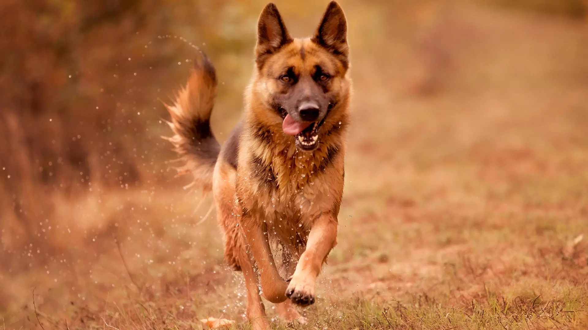 Beautiful young german shepherd dog running action, outdoors
