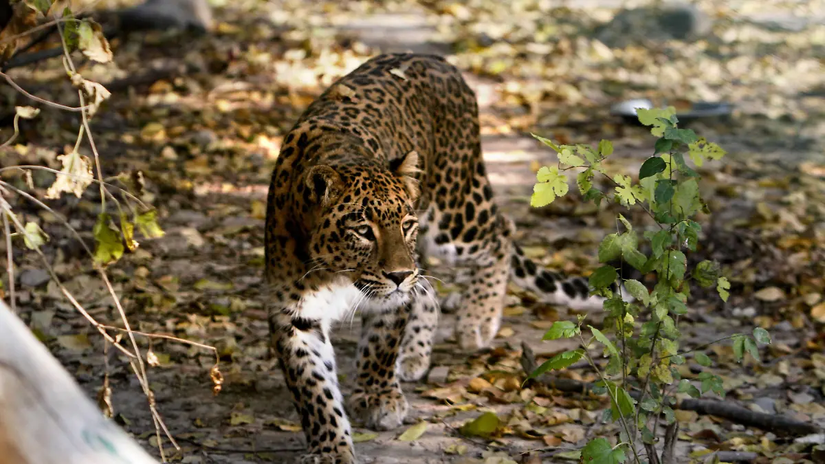 ARCHIV - Ein Leopard streift durch den Dachigam National Park bei Srinagar, aufgenommen am 09.11.2012. Im nordindischen Meerut ist ein Leopard in ein Militärkrankenhaus gelaufen und hat dort Angst und Schrecken verbreitet. EPA/FAROOQ KHAN (zu dpa "Leopard streunt durch indische Millionenstadt" vom 24.02.2014) +++(c) dpa - Bildfunk+++