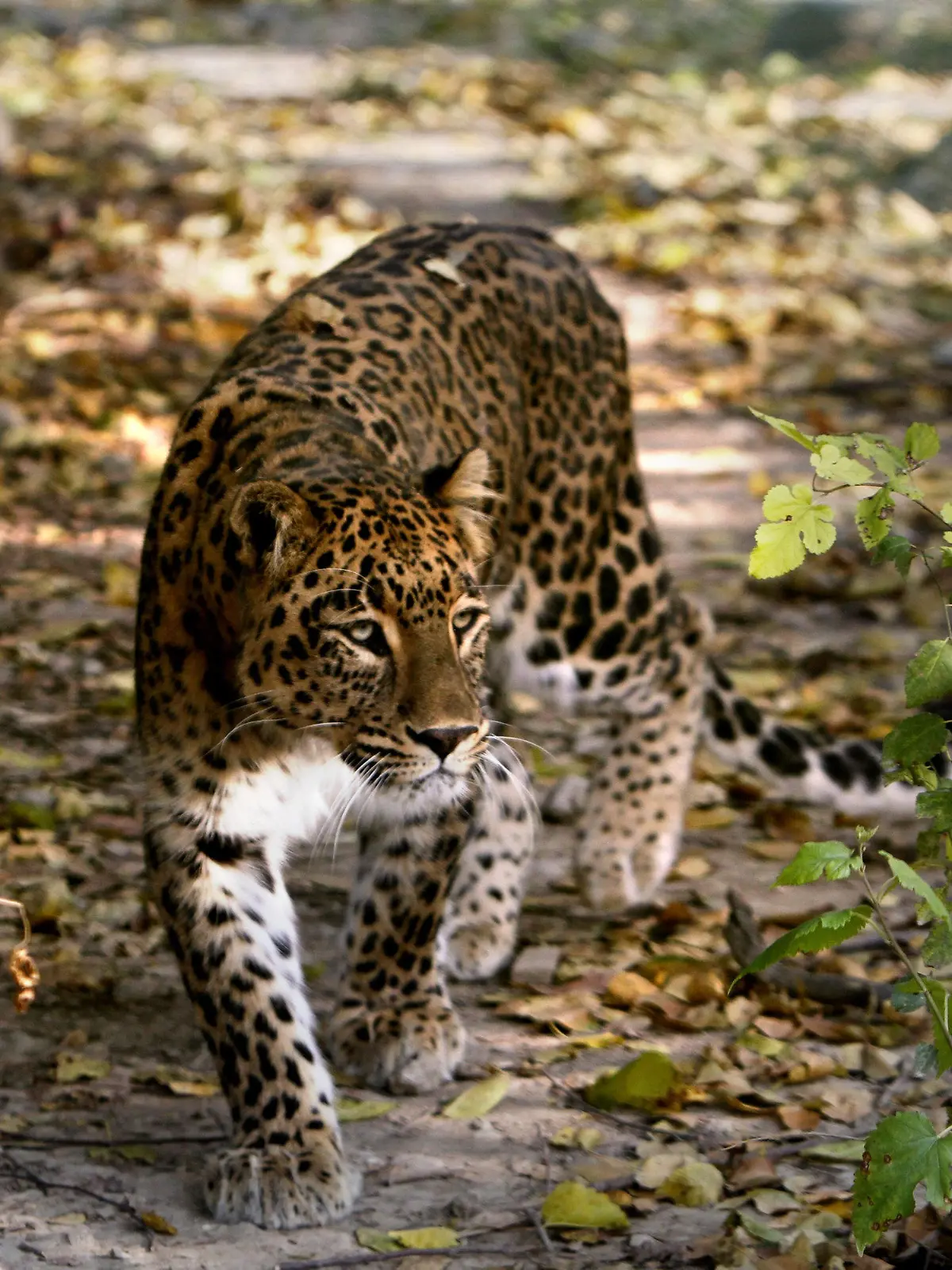ARCHIV - Ein Leopard streift durch den Dachigam National Park bei Srinagar, aufgenommen am 09.11.2012. Im nordindischen Meerut ist ein Leopard in ein Militärkrankenhaus gelaufen und hat dort Angst und Schrecken verbreitet. EPA/FAROOQ KHAN (zu dpa "Leopard streunt durch indische Millionenstadt" vom 24.02.2014) +++(c) dpa - Bildfunk+++