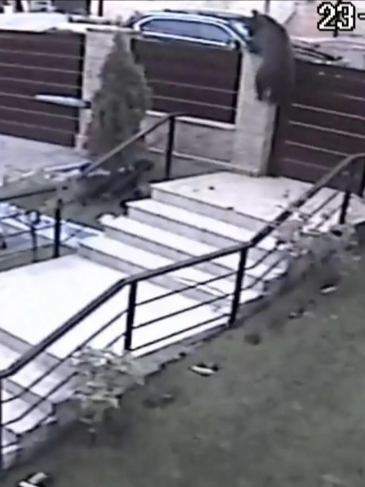 In Rumänien schlagen drei Hunde einen Bären in die Flucht. Mutig stürmen die Vierbeiner dem Tier hinterher, der klettert panisch den Gartenzaun hoch und rennt über die Straße davon - im Video.
