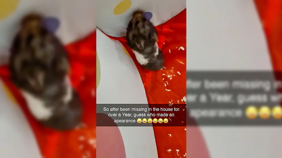Ein schwarz-weißer Hamster läuft durch sienen Käfig.