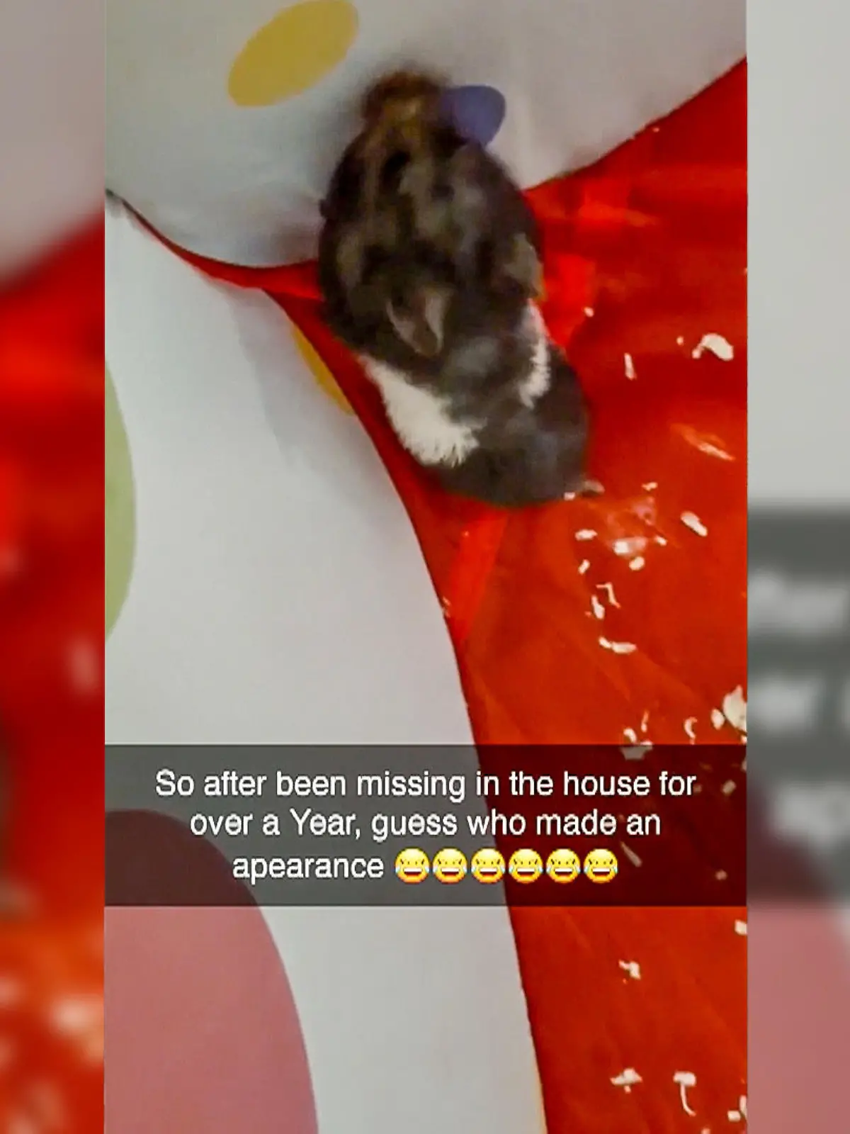 Ein schwarz-weißer Hamster läuft durch sienen Käfig.
