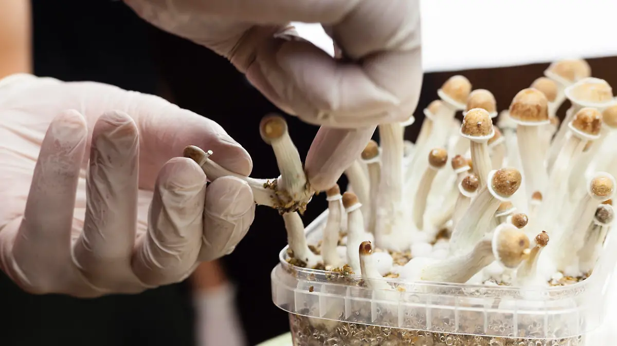 Psylocibin mushrooms growing in magic mushroom breads on an isolated plastic environment being collected by expert hands wearing white latex medical gloves. Fungi hallucinogen drugs production concept