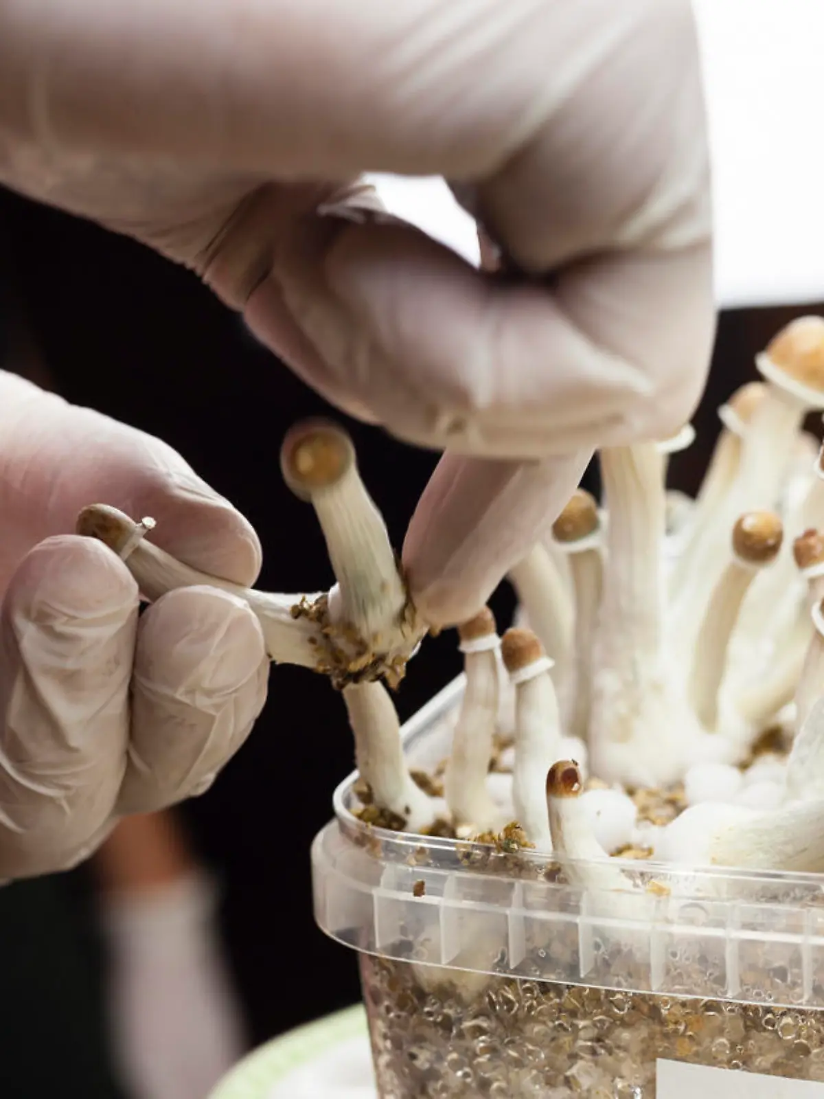 Psylocibin mushrooms growing in magic mushroom breads on an isolated plastic environment being collected by expert hands wearing white latex medical gloves. Fungi hallucinogen drugs production concept