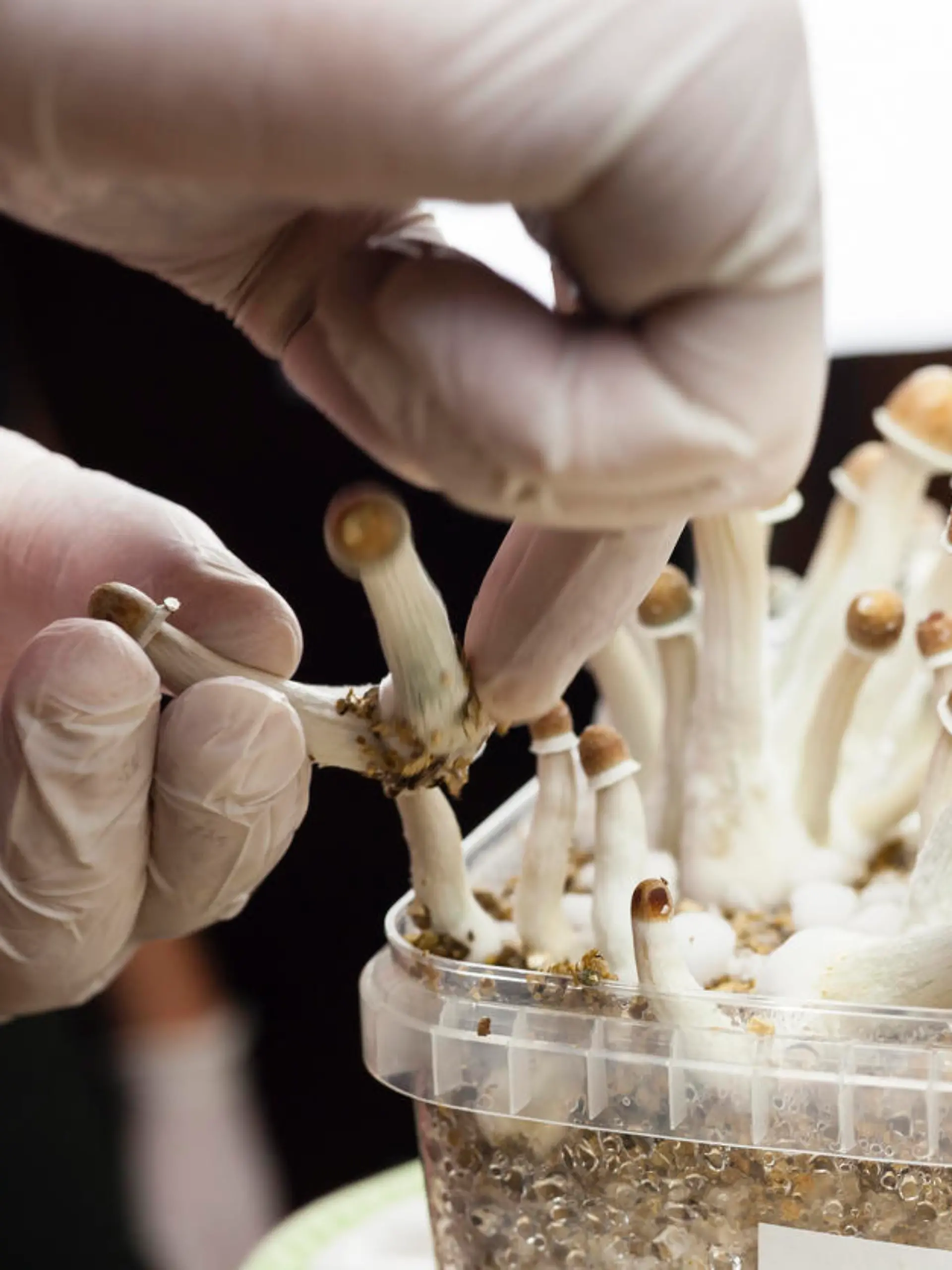 Psylocibin mushrooms growing in magic mushroom breads on an isolated plastic environment being collected by expert hands wearing white latex medical gloves. Fungi hallucinogen drugs production concept
