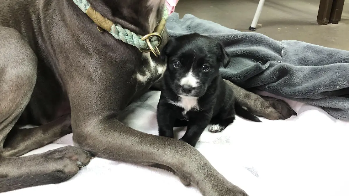 Frankie im Schutz darf sich oft an Staffordshire-Terrier-Mischlingsdame Talvy kuscheln.