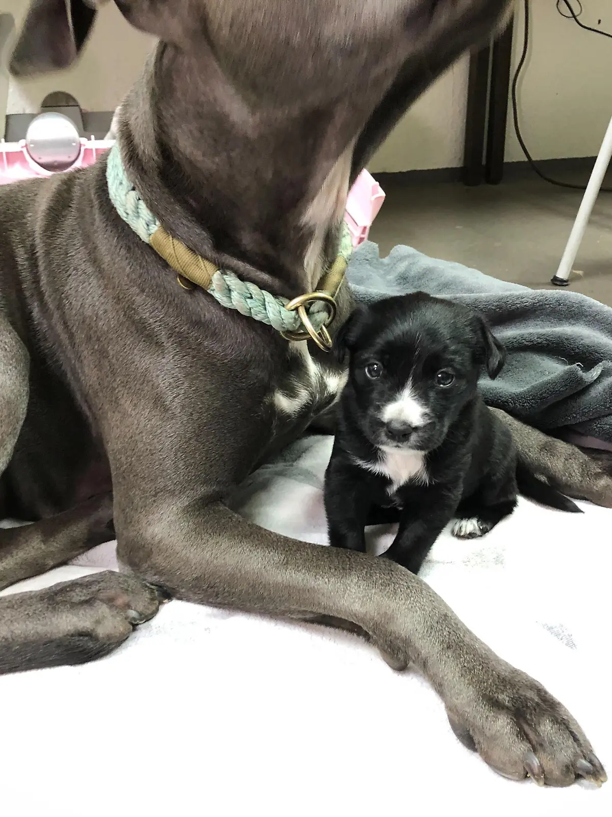 Frankie im Schutz darf sich oft an Staffordshire-Terrier-Mischlingsdame Talvy kuscheln.