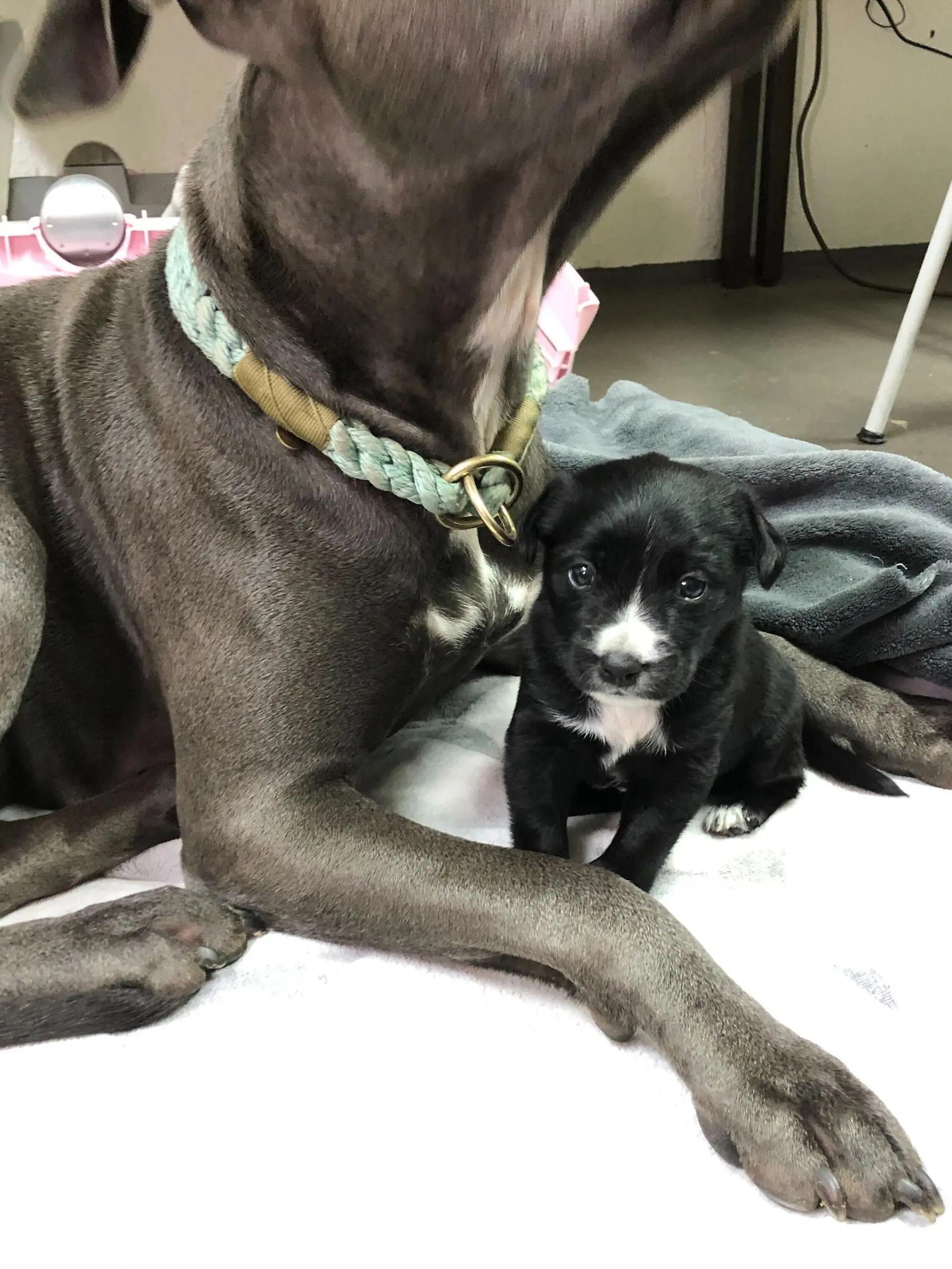 Frankie im Schutz darf sich oft an Staffordshire-Terrier-Mischlingsdame Talvy kuscheln.