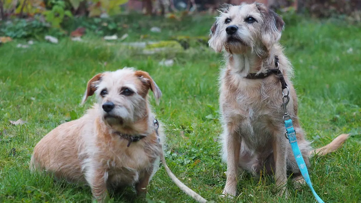 Josie (links) und Niklas suchen ein neues zu Hause