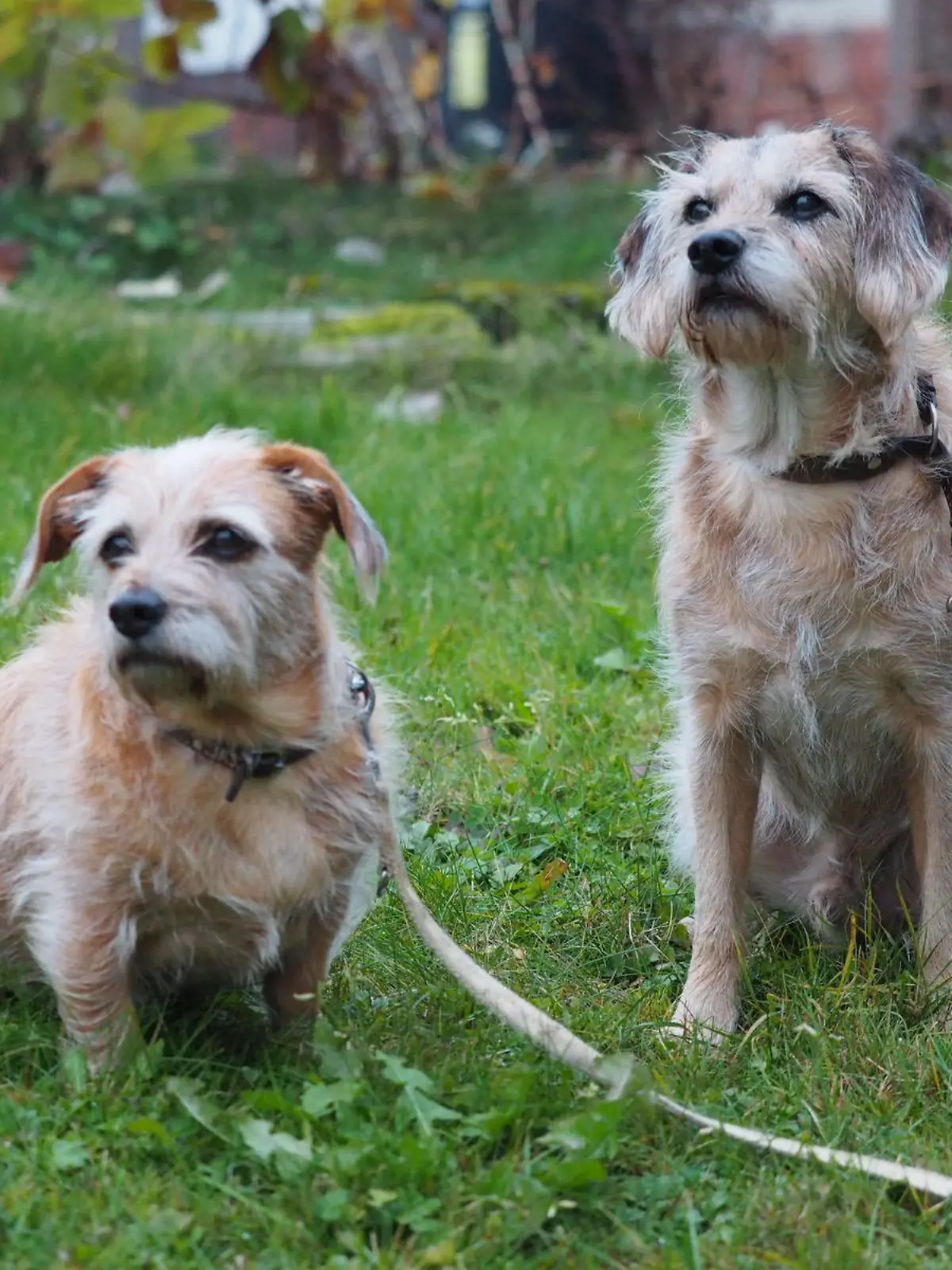Josie (links) und Niklas suchen ein neues zu Hause