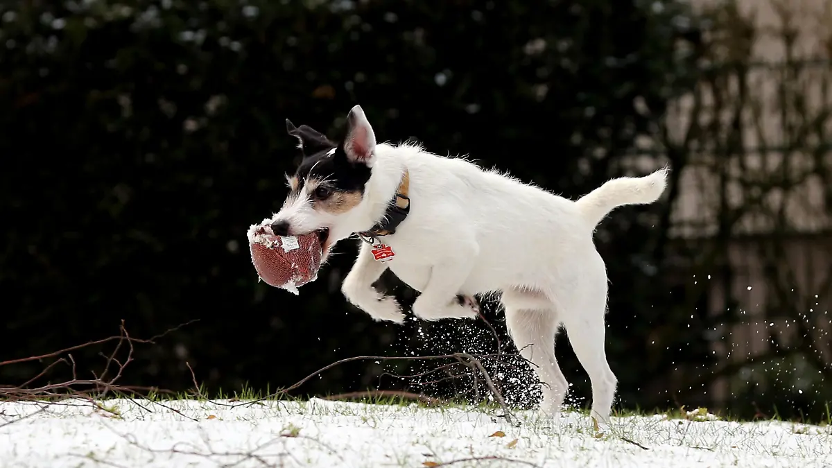 Norderstedt, Deutschland 03. Mai 2020:
Symbolbilder - Tiere - 2020
Jack-Russel Terrier, im Schnee, Tobt, spielt, Feature / Symbol / Symbolfoto / charakteristisch / Detail / | Verwendung weltweit