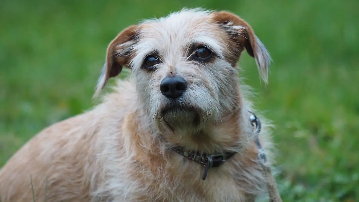 Josie, 9 Jahre alt