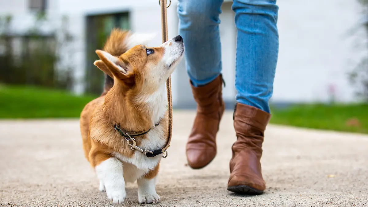 Hund geht mit Frauchen an der Leine Gassi