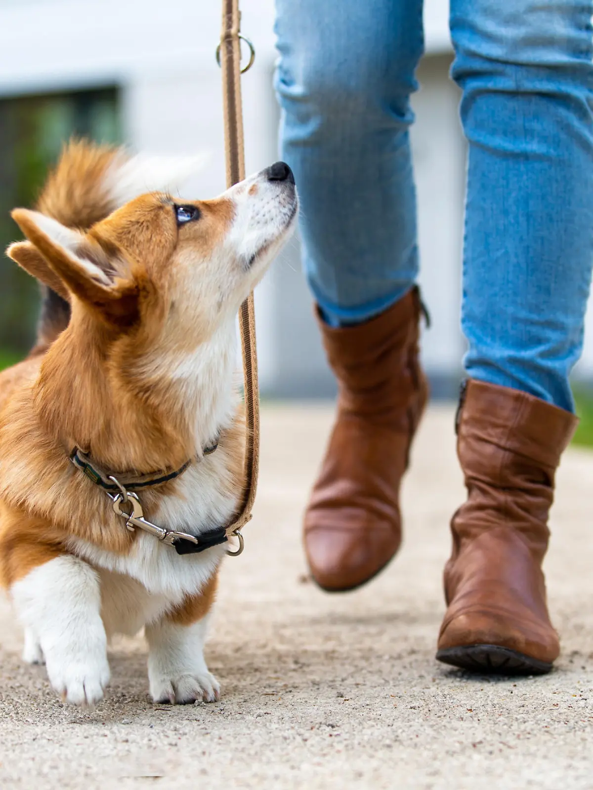 Hund geht mit Frauchen an der Leine Gassi