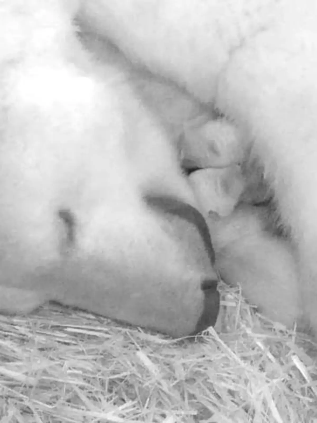 Foto: Zoo Rostock