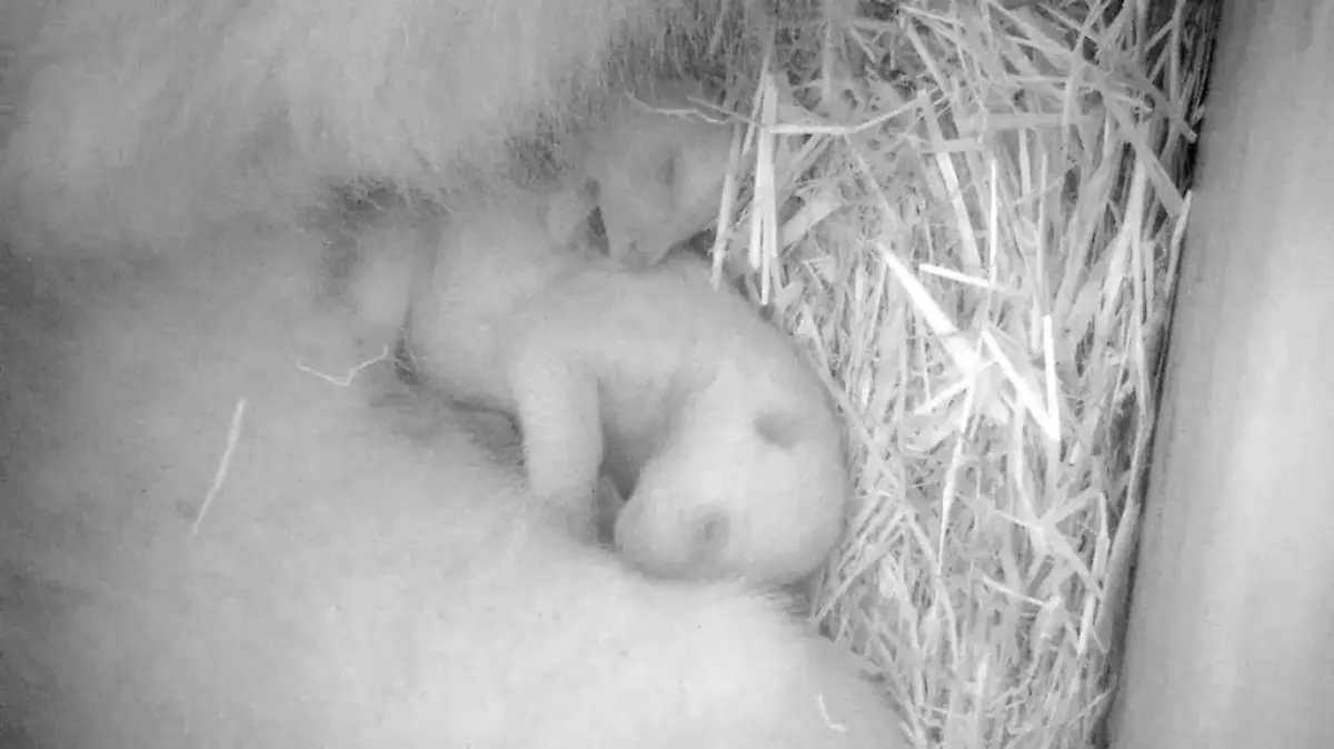 Besucher müssen sich noch etwas gedulden, bis sie den Nachwuchs live sehen können. Foto: Zoo Rostock