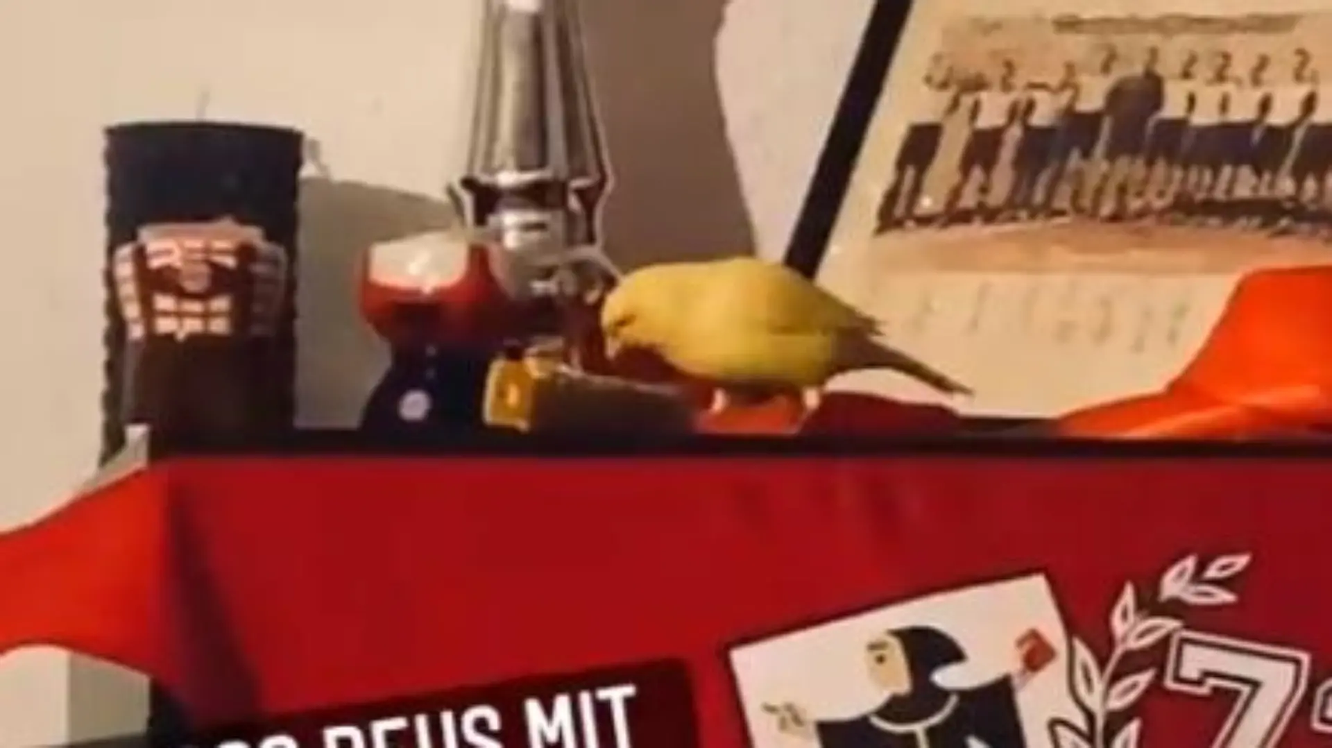 Gelber Vogel namens "Marco Reus".