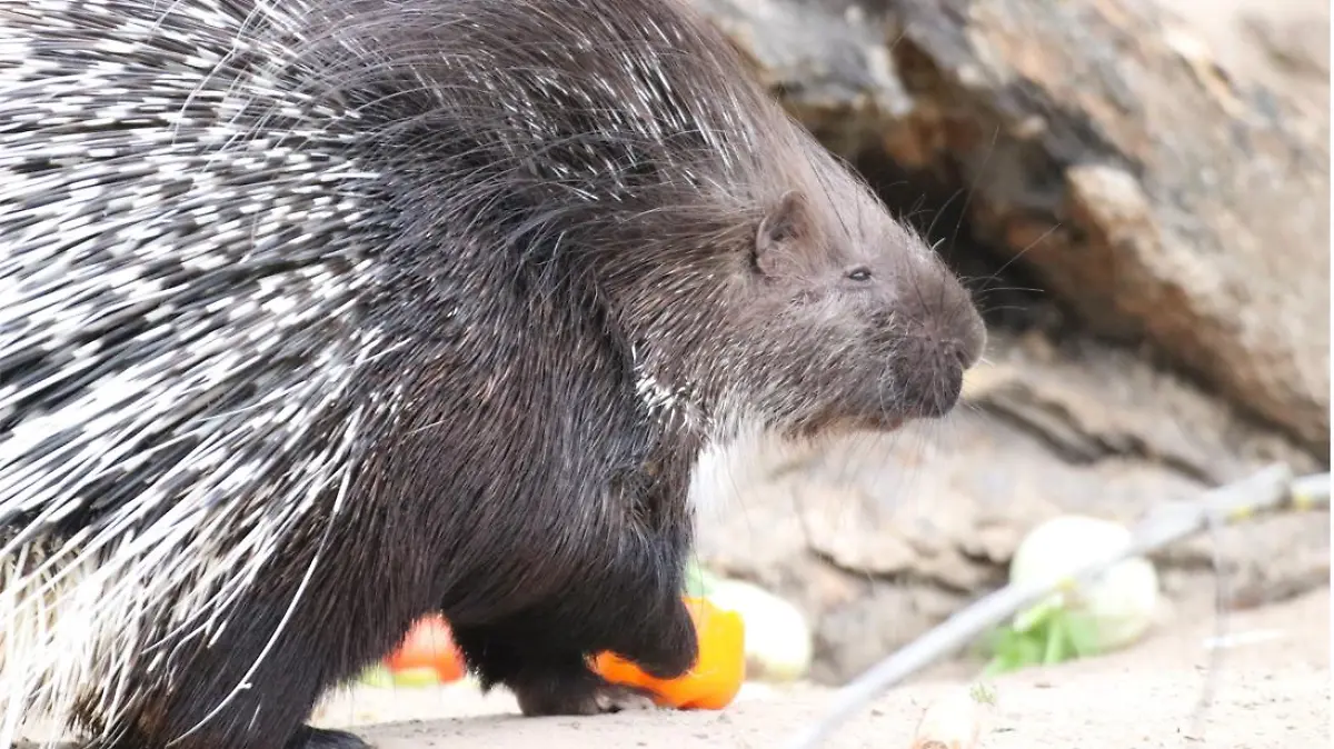 Stachelschwein