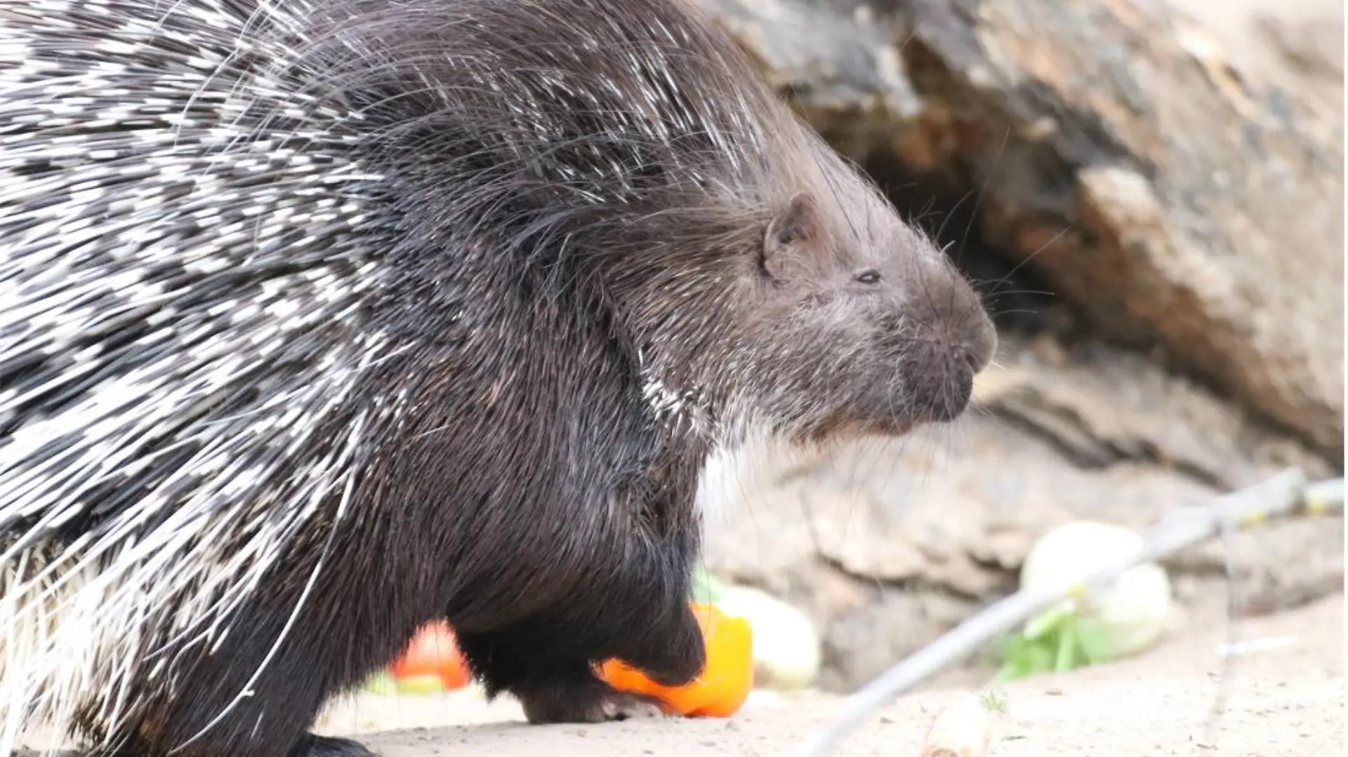 Stachelschwein