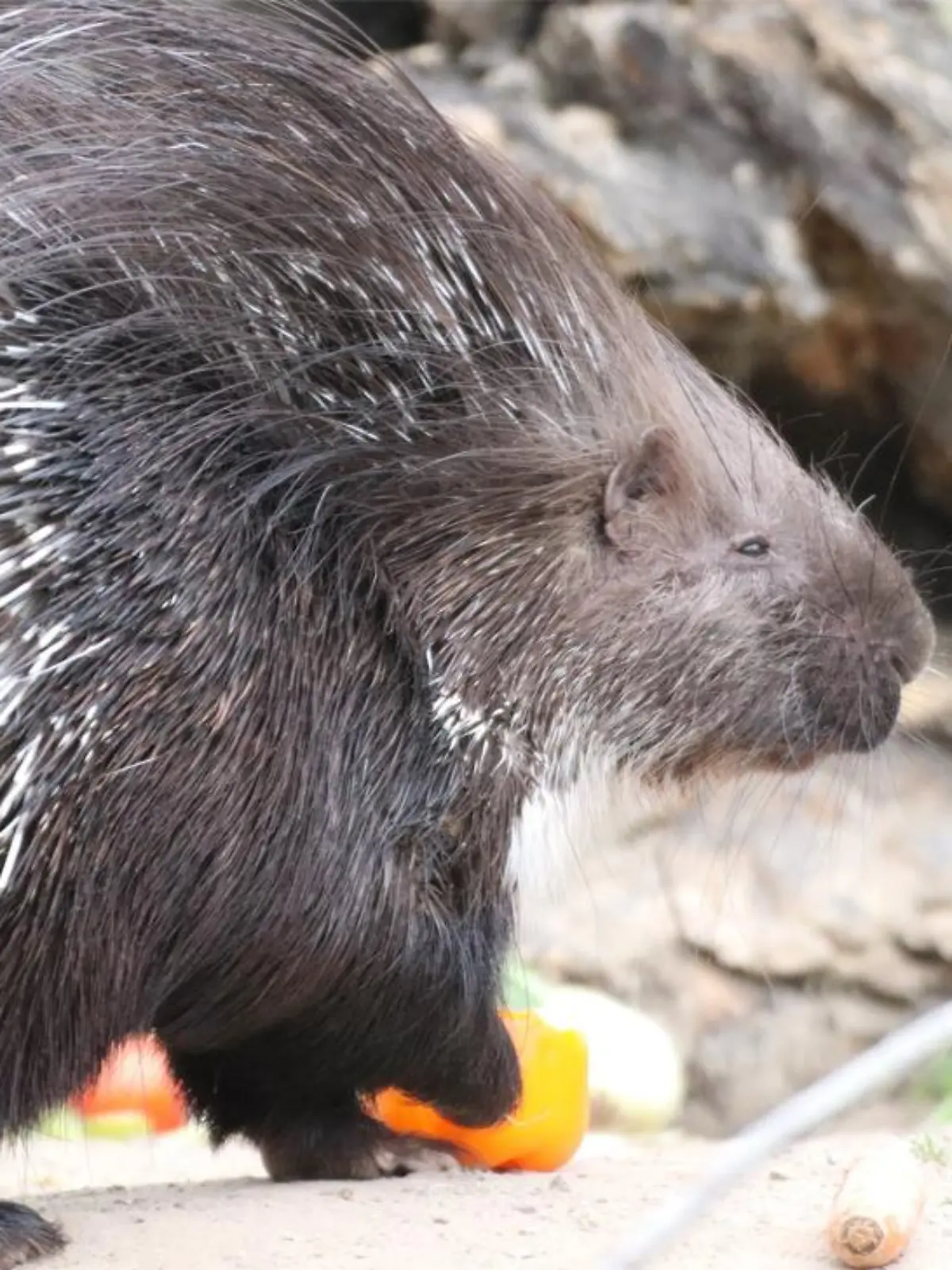 Stachelschwein