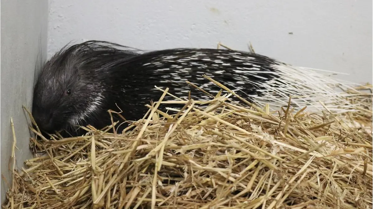 Ausbeüxtes Stachelschwein ist wieder im Zoo.