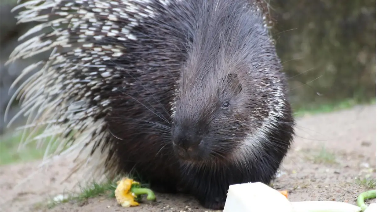 Stachelschwein auf der Flucht