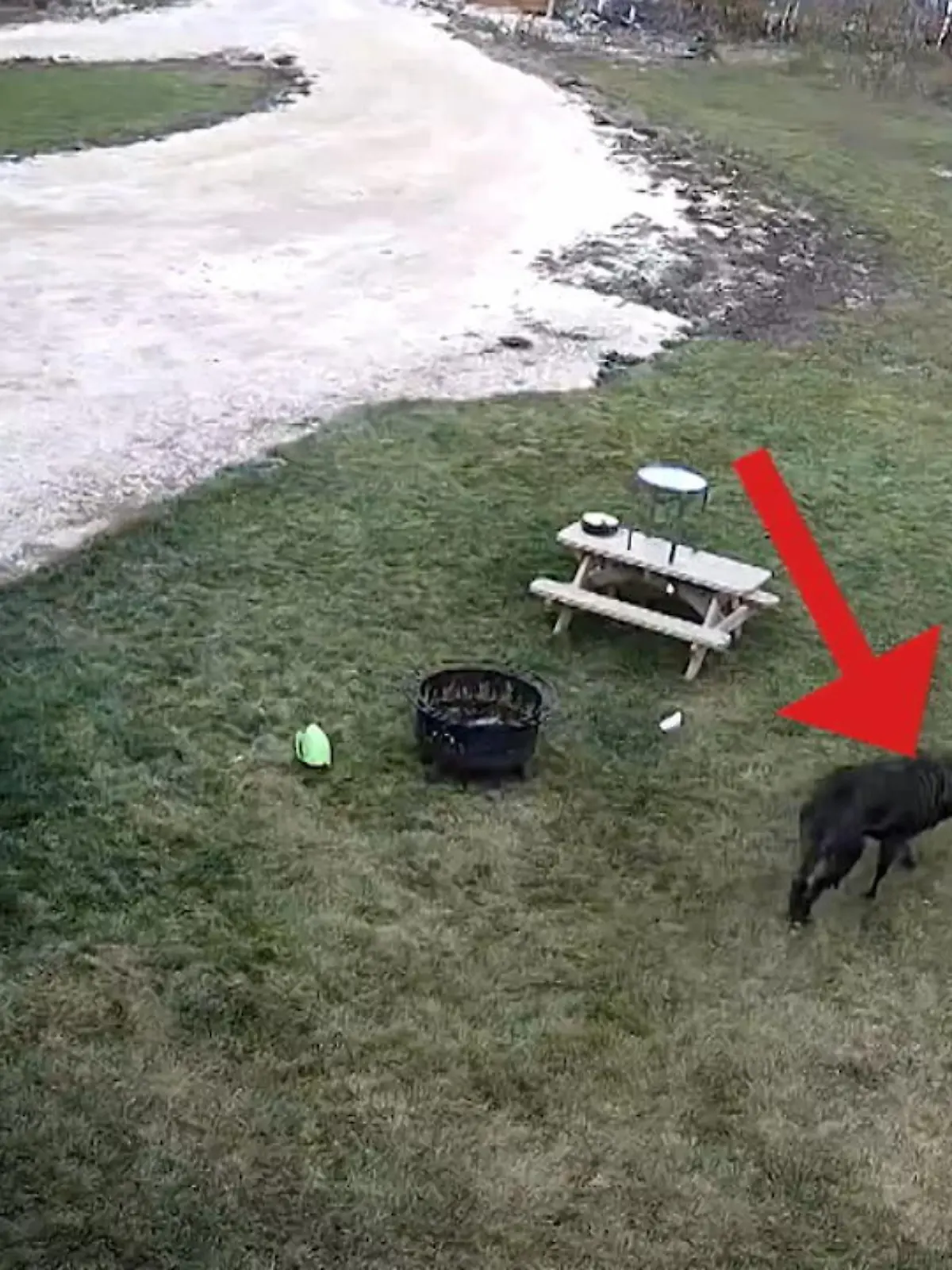 Bild zu: "Hund fährt Golfcart in Familenkutsche"