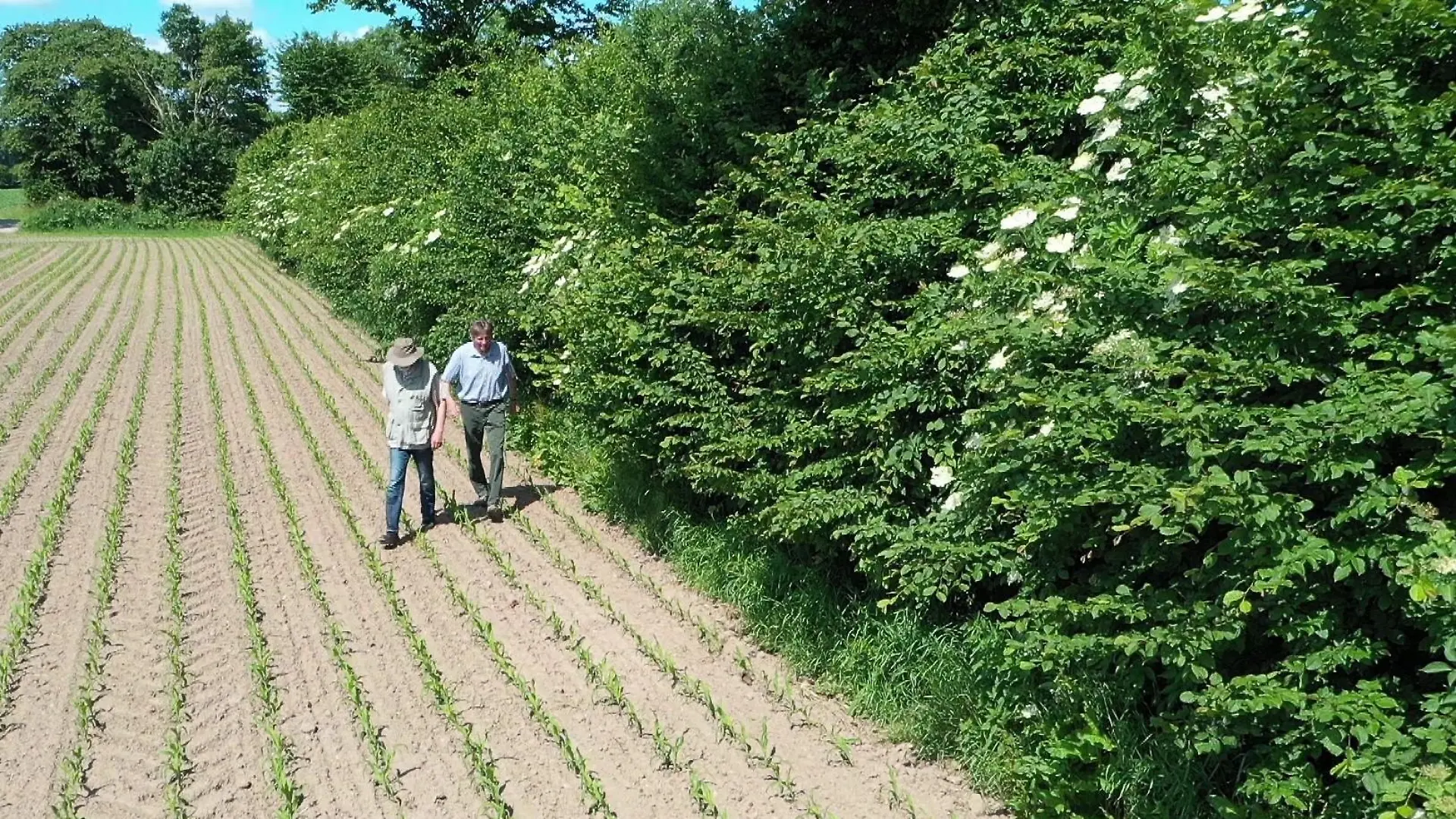 Eine grüne Hecke begrenzt einen Acker.
