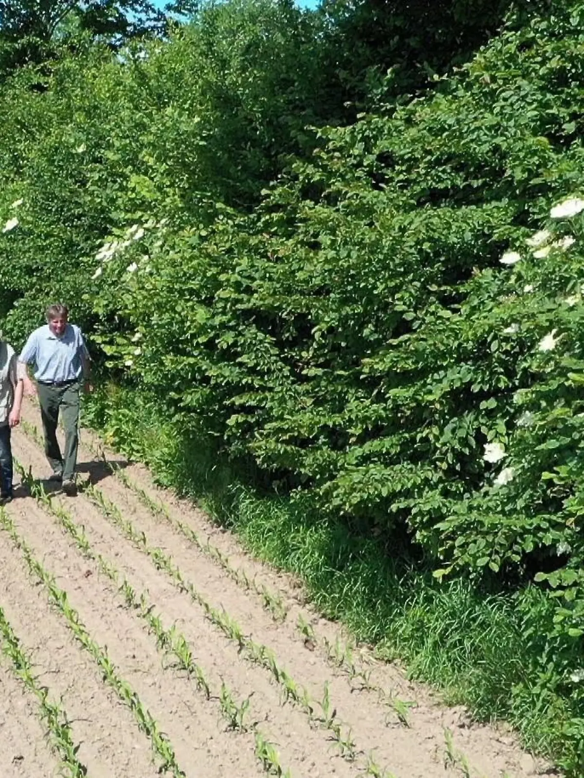 Eine grüne Hecke begrenzt einen Acker.