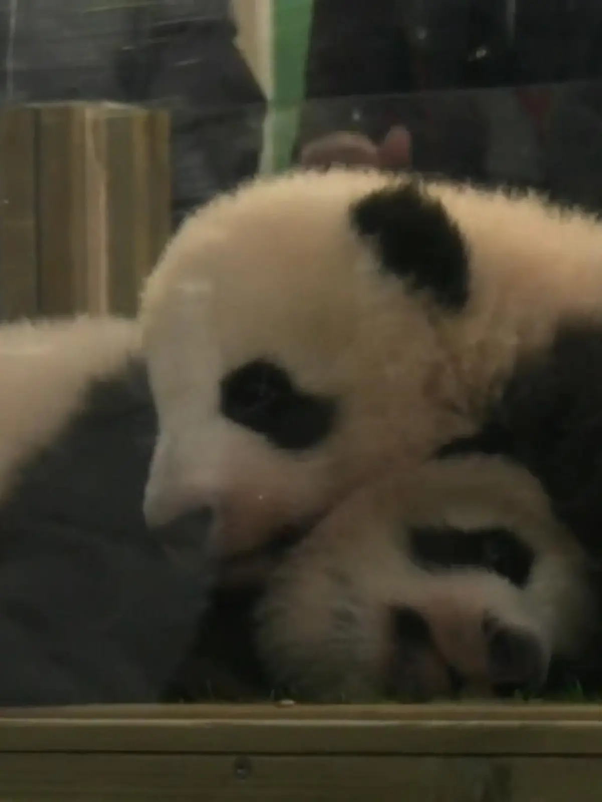 In einem französischen zoo haben zwei Panda-Babies endlich ihren Namen bekommen.